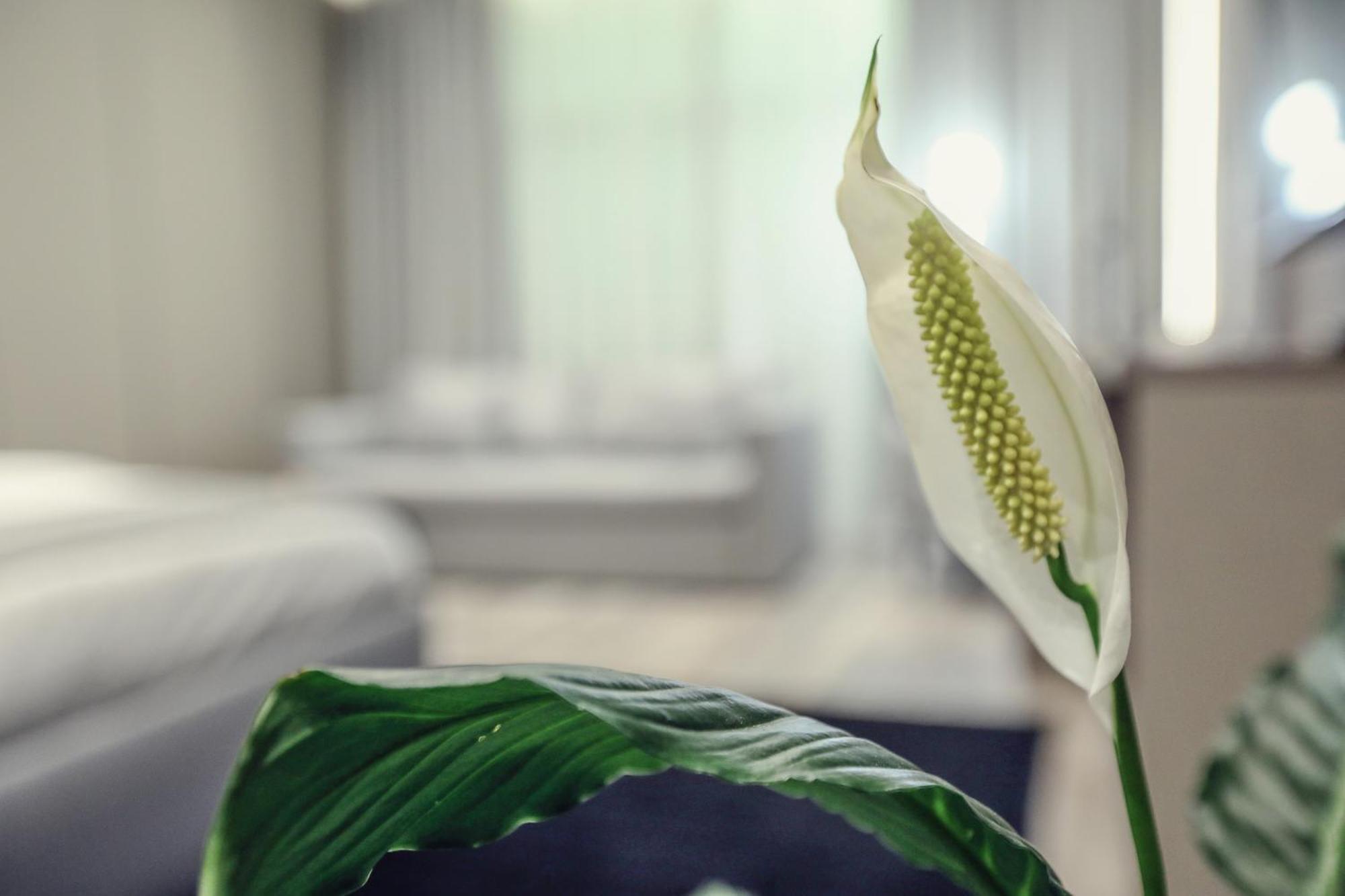Hotel Dirista Shkoder Ngoại thất bức ảnh